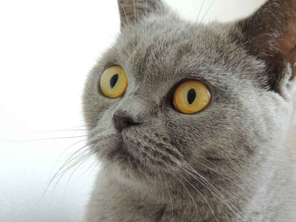 Gato con miedo - Referencia al miedo al dentista