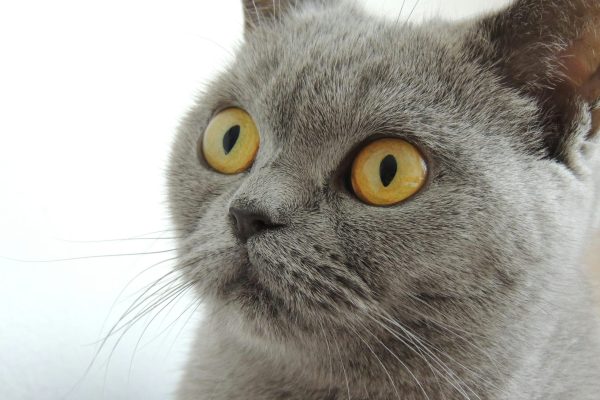 gato-asustado Gato con miedo - Referencia al miedo al dentista